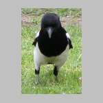 Pica pica - Elster 06.jpg